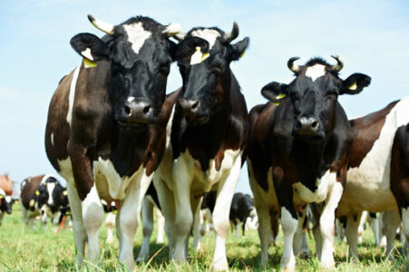 Ethical Beef, Part 4: The Pleasure of Raising Livestock on a Cattle Ranch Image